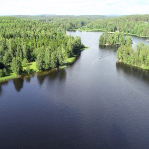 green trees near body of water